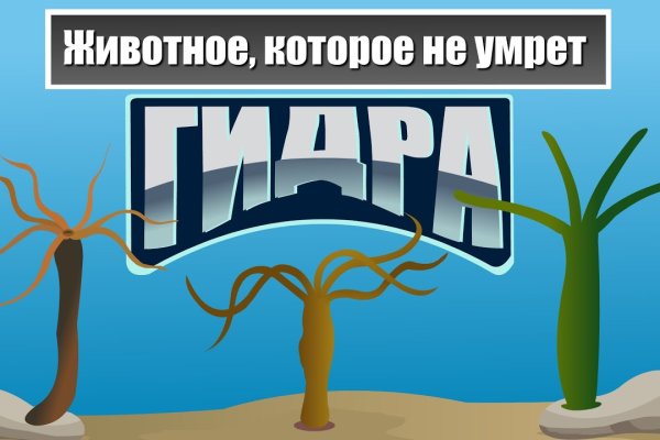 Kraken online