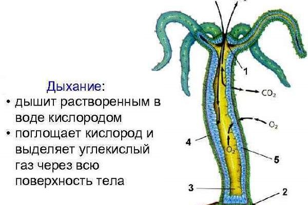 Кракен ссылка маркет